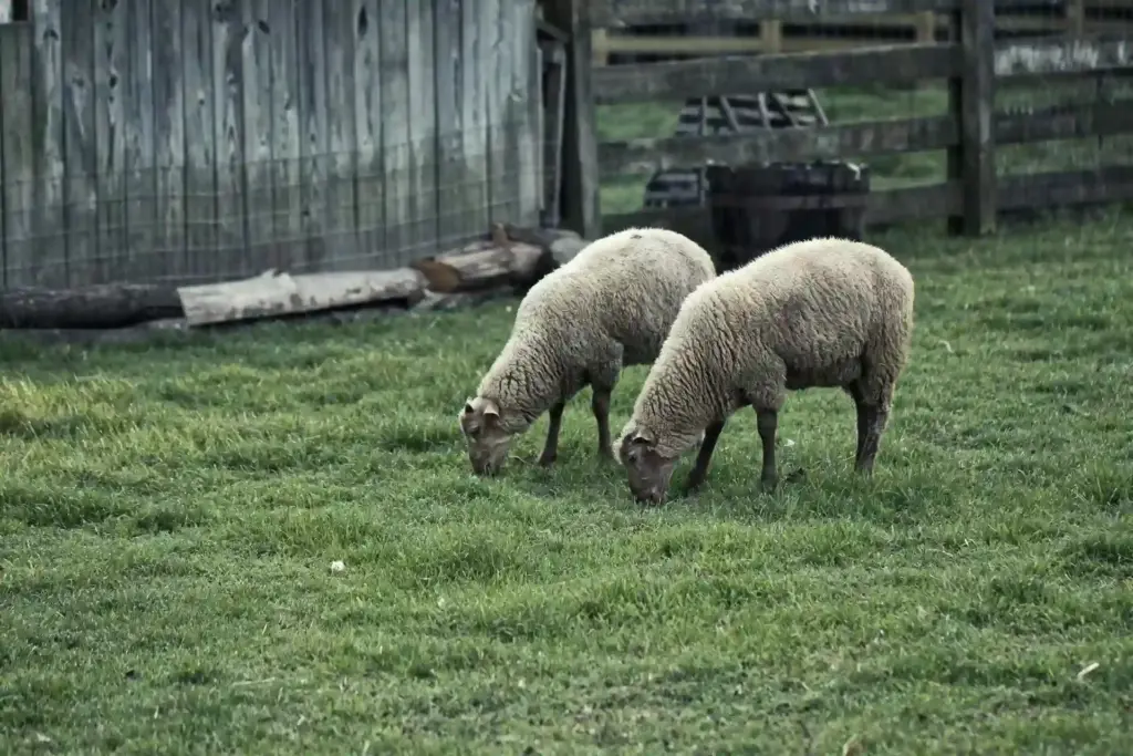 Merino wool comes from Merino sheep, a breed recognized for yielding some of the finest and softest wool globally.