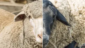 Merino wool vs. Traditional Wool